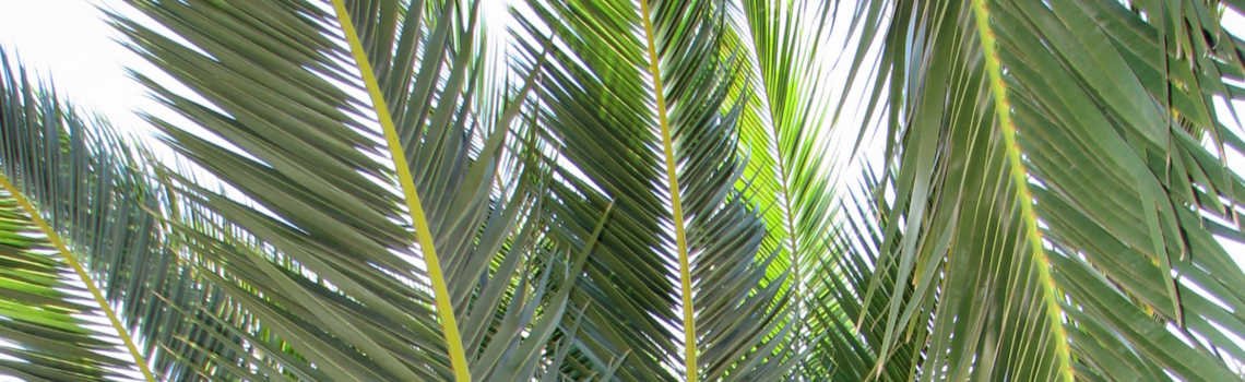 Kindling for Candles