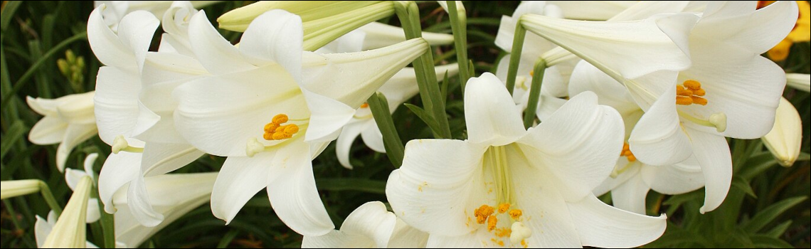 Kindling for Candles