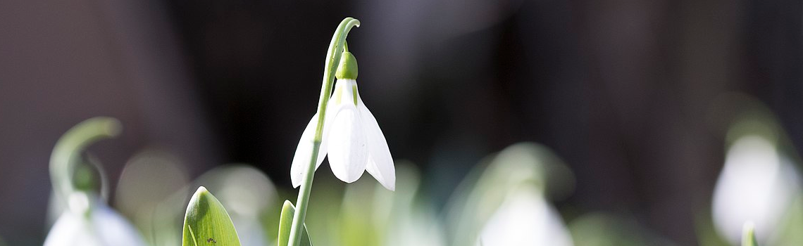 Kindling for Candles